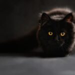 nous allons explorer l'histoire complexe des chats noirs et de la superstition qui les entoure