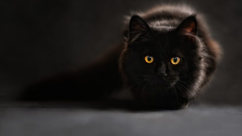 nous allons explorer l'histoire complexe des chats noirs et de la superstition qui les entoure