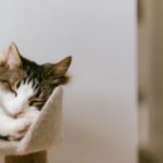 Mon chat miaule la nuit : quelles sont les causes et les solutions ?