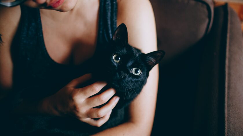 prénom chat noir : trouvez le prénom idéal pour votre chat noir