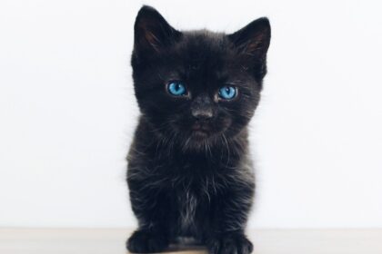 les chats noirs aux yeux bleus suscitent l'admiration et l'émerveillement, qu'ils soient des Siamois solides, des Balinais mystérieux ou d'autres races rares