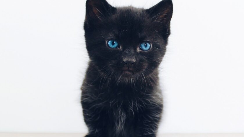les chats noirs aux yeux bleus suscitent l'admiration et l'émerveillement, qu'ils soient des Siamois solides, des Balinais mystérieux ou d'autres races rares