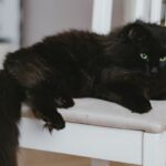 Chat noir poil long assis sur une chaise