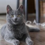Pourquoi les chats mordent les pieds et comment les empêcher de faire ça