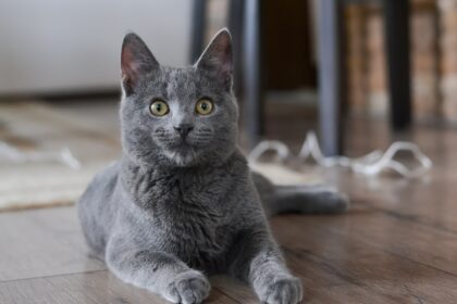 Pourquoi les chats mordent les pieds et comment les empêcher de faire ça