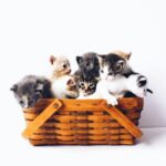 Petits chats mignons dans un panier